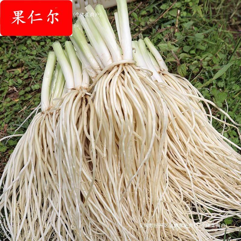 云南德宏新鲜撇菜根苤菜根大韭菜根月子良菜可腌制500克新鲜蔬菜