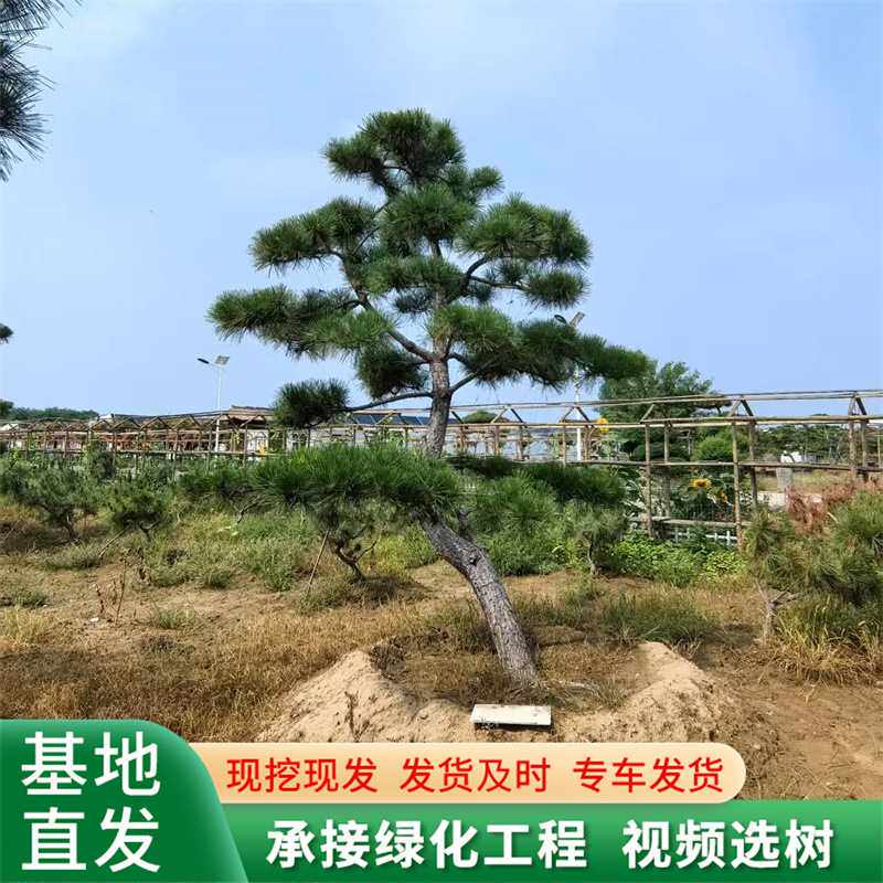 园林别墅松树 树形优美移栽多年造型油树 庭院黑松造型油松