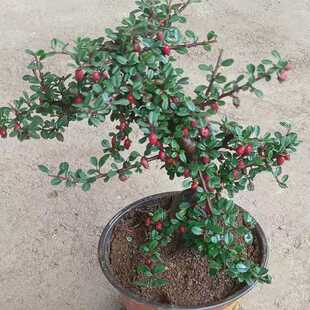 绿植红花栒子荀子盆景盆栽花卉室内开花结果四季长青耐热开花植物