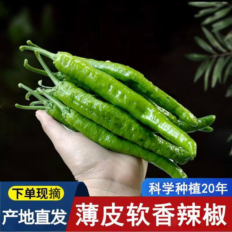 现摘现发广西薄皮椒55号现摘现发小炒肉专用辣椒盒装新鲜蔬菜