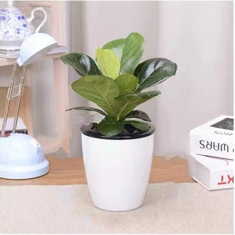 琴叶榕客厅办公吸水常绿观v叶植物除甲醛净化空气室内绿植琴叶榕