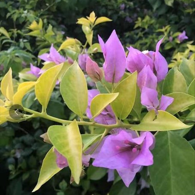 【糖贝园艺】 金夫人三角梅 金叶新加坡大K花宫粉 大花三角梅 扦