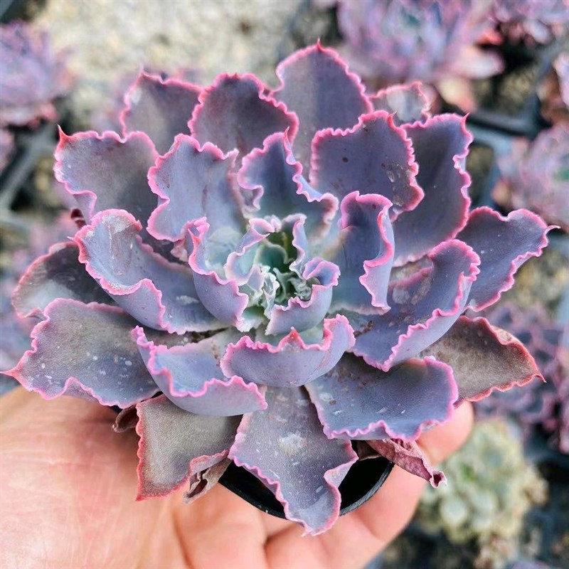 晚霞之舞多肉植物组合内迷你绿植肉肉G植物童话园艺全店满38包邮