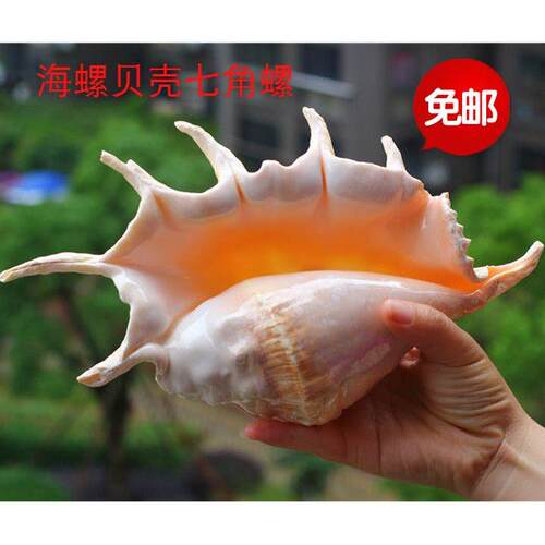 包邮天然海螺贝壳珊瑚七角螺大笔架螺地中海家居鱼缸水族装饰拍摄