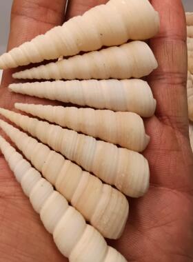 海底洋贝壳海螺长旋螺宝塔螺竹笋螺白色钉锥螺水族造景满18包邮