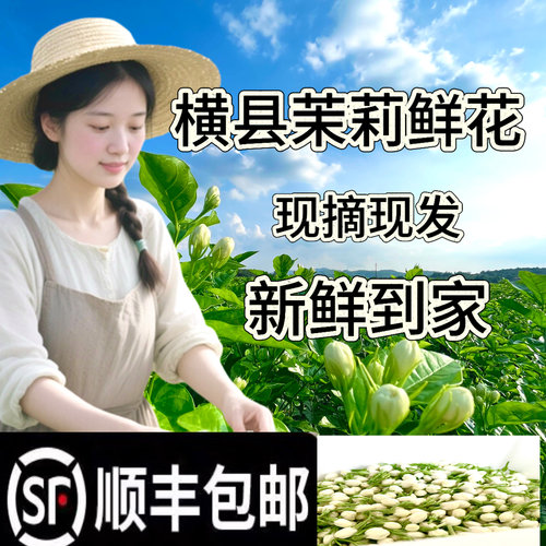 新鲜茉莉花横县现摘现发花苞花朵手环手串材料可食用鲜花莫离