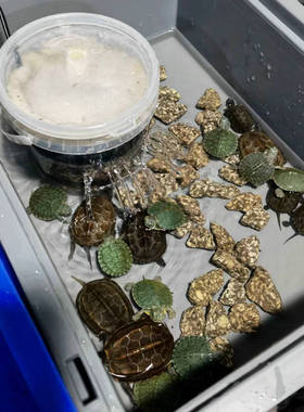 康卿龟用过滤器低水位过滤盒小号白色小鱼缸净化器潜水生化过滤泵