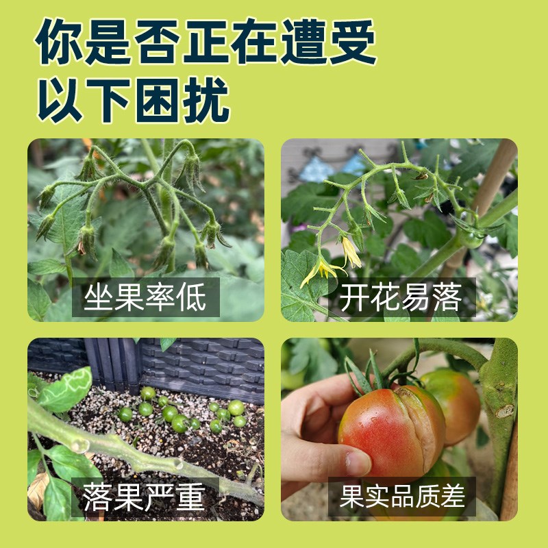 西红柿专用坐果灵小番茄点花喷花授粉座果保花保果落果增产防裂药