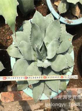 龙舌兰虚空藏 agave parryi 承接沙漠景观工程 造景自家生产基地