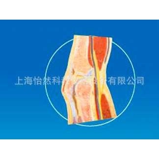 膝关节剖面模型,电子元器件市场,其它元器件,淘宝优惠券,粉丝福利购,淘宝优惠卷
