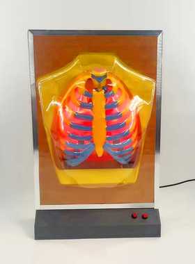 33224 教学仪器人体呼吸运动模型电动呼吸系统模型生物器材