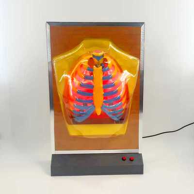 33224 教学仪器人体呼吸运动模型电动呼吸系统模型生物器材