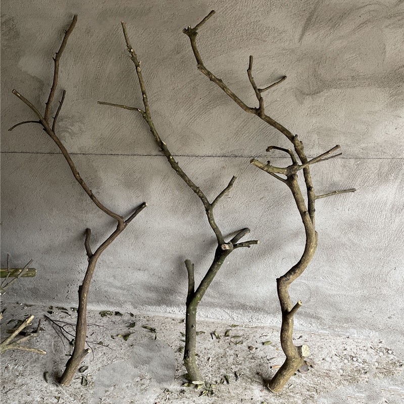 干树枝原木杈艺术干枝q枯枝枯木树干鸟架造型壁挂衣架吊顶树枝装