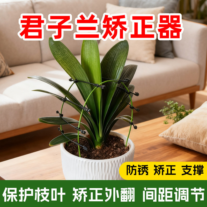 君子兰支架矫正器兰花花架固定造型调整叶间距定型夹纠正器护叶架图片