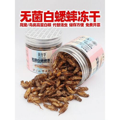 【天猫甄选】白蟋蟀冻干爬宠大号小蛐蛐鬃狮八哥饲料燕子守宫睫角