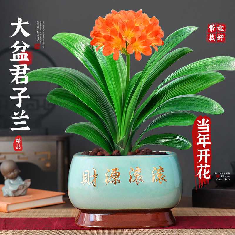 大盆君子兰盆栽室内客厅名贵绿植圆头和尚国宝花卉四季好养其他
