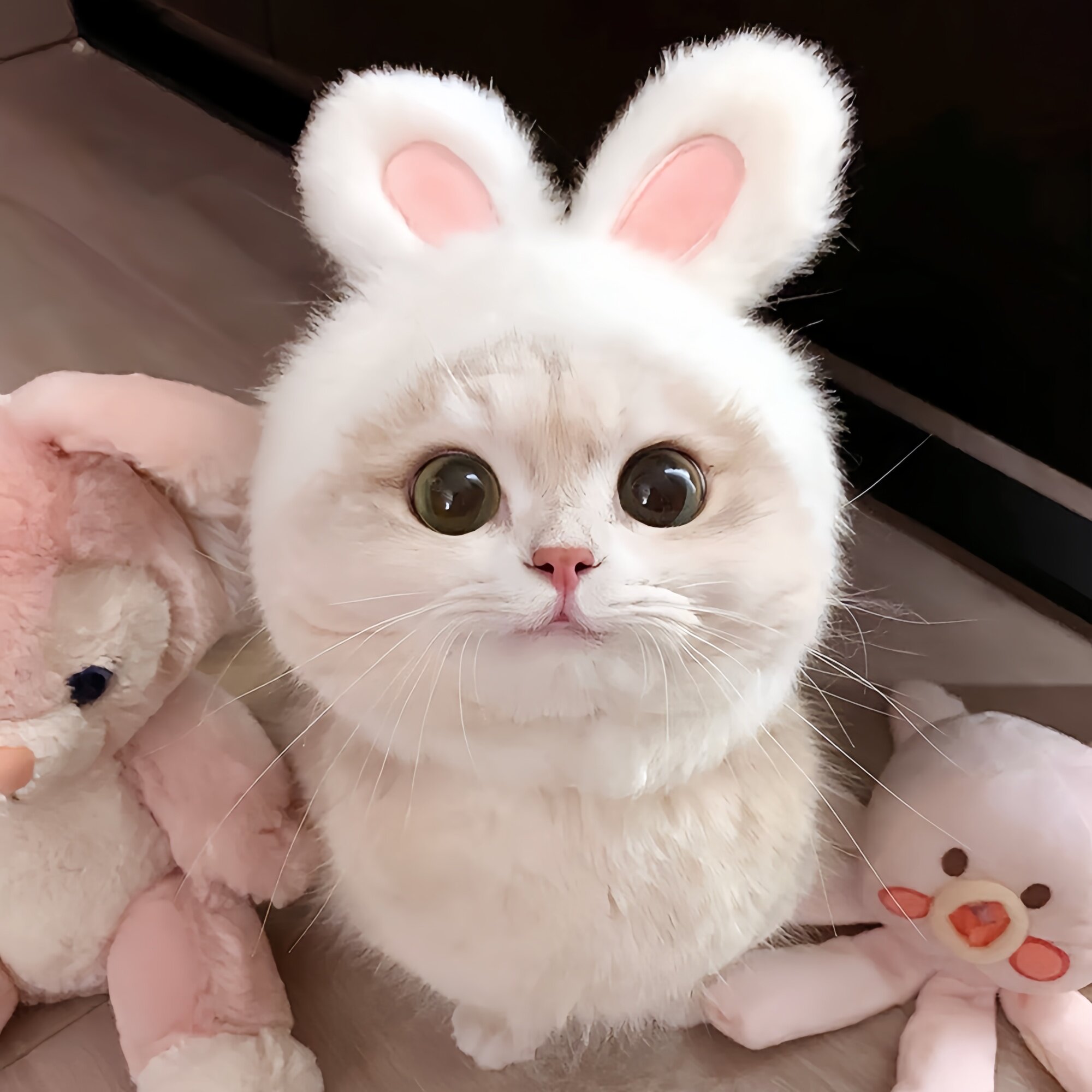 猫咪兔耳朵帽子可爱毛绒头套网红拍照兔子小熊变装头饰宠物通用