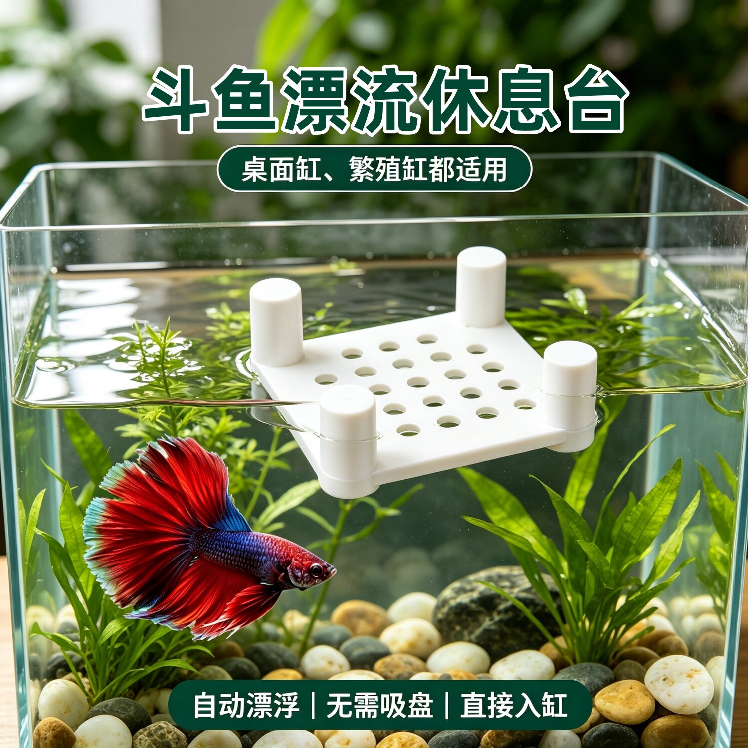 鱼缸漂浮多孔喂食圈斗鱼互动