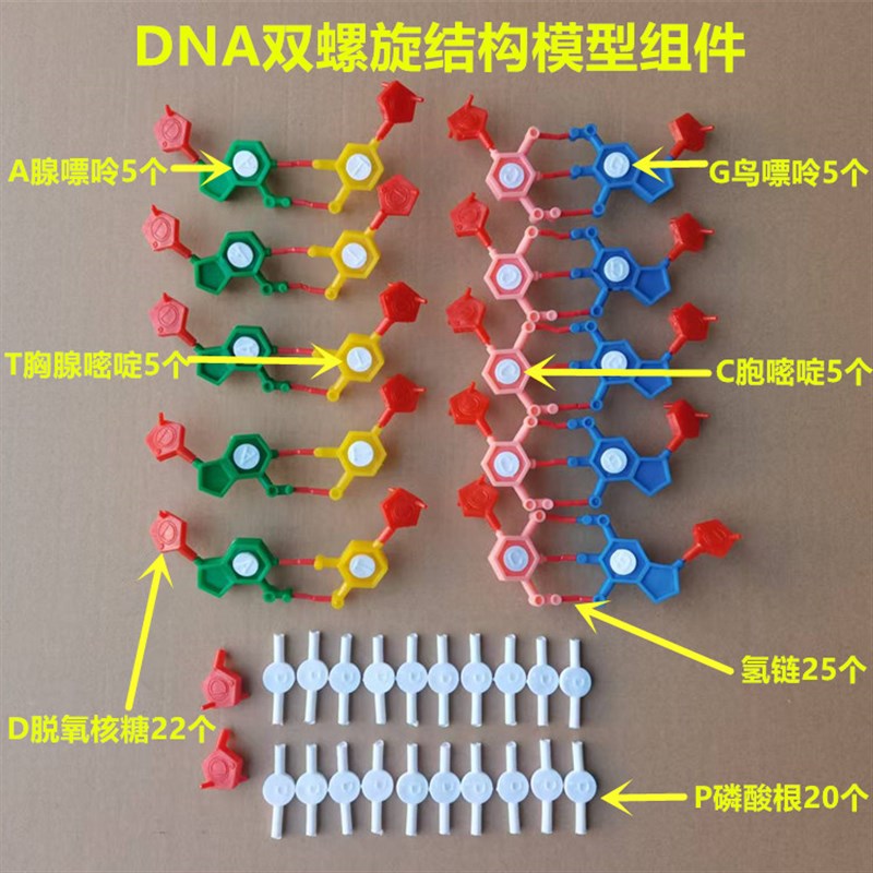 DNA双螺旋结构模型组件J3242 染色体组件核苷酸 生物教学仪器