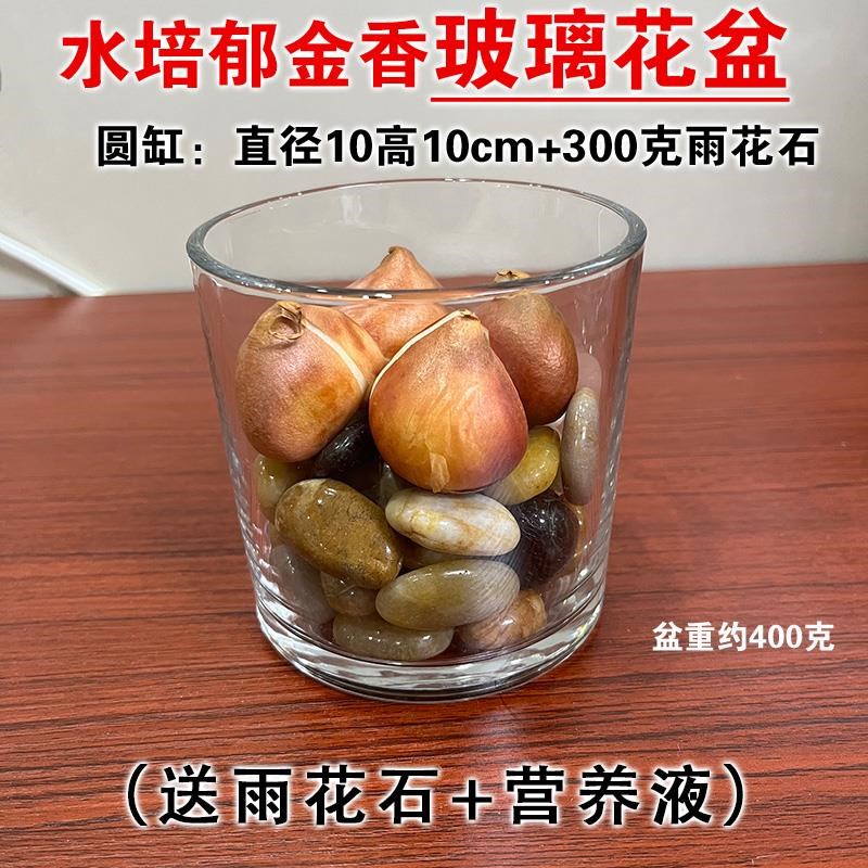 水培郁金香玻璃花l盆含雨花石鹅卵石透明养花容器水仙器皿水养花