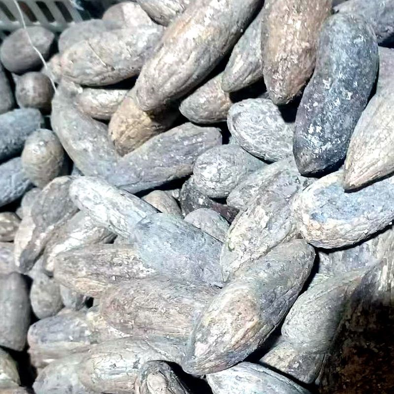 千眼菩提原籽菩提子o原果白玉菩提果原果白果黑皮风化老果黑头