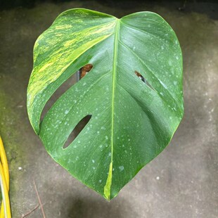 黄龟 黄锦龟背竹  锦化龟背竹  室内植物