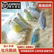 高端牡丹鹦鹉活鸟纯手精养紫伊莎罗兰说话亲人幼雏鸟体半毛小型鸟