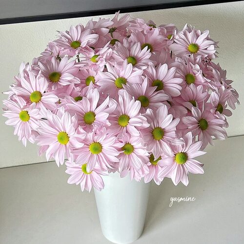 云南直发三文鱼小菊水养鲜