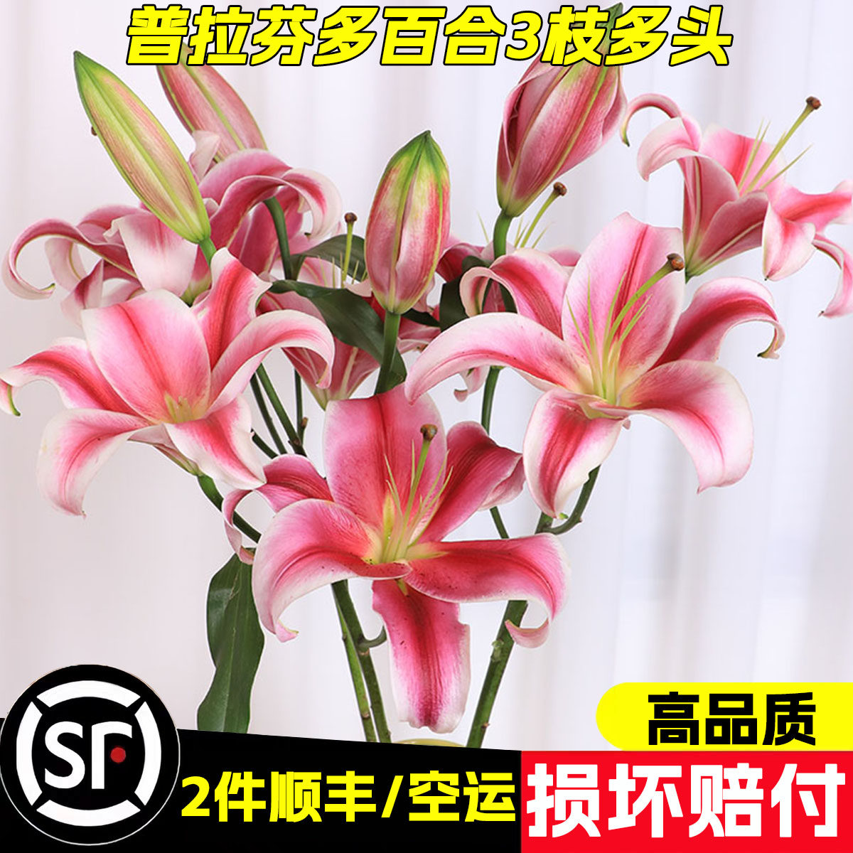普拉芬多香水百合鲜花云南昆明基地直发水养鲜切