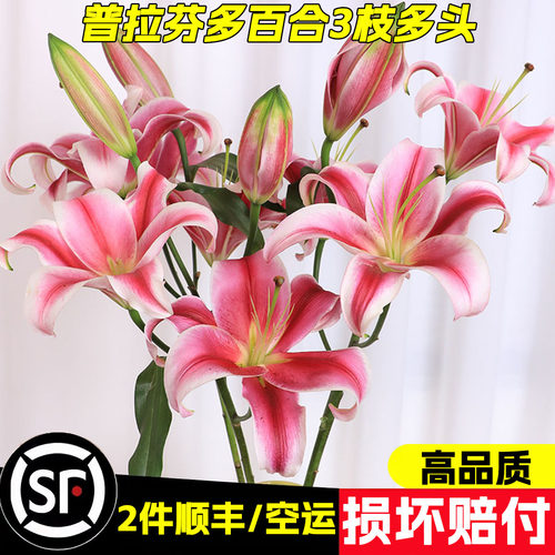 任意2单发顺丰/德邦空运
