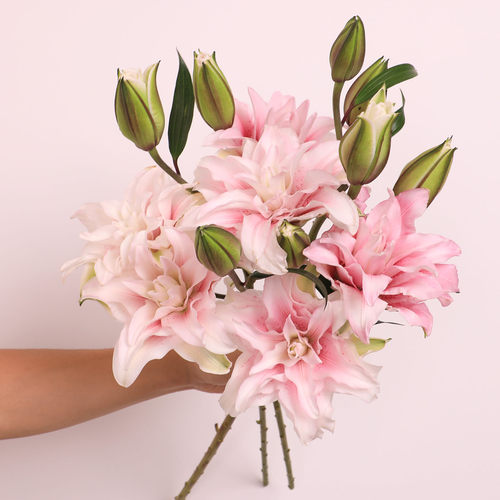【老六直播专属】伊莎贝拉重瓣百合花鲜花礼物水养鲜切花