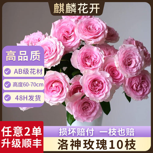 洛神玫瑰花10枝云南直发