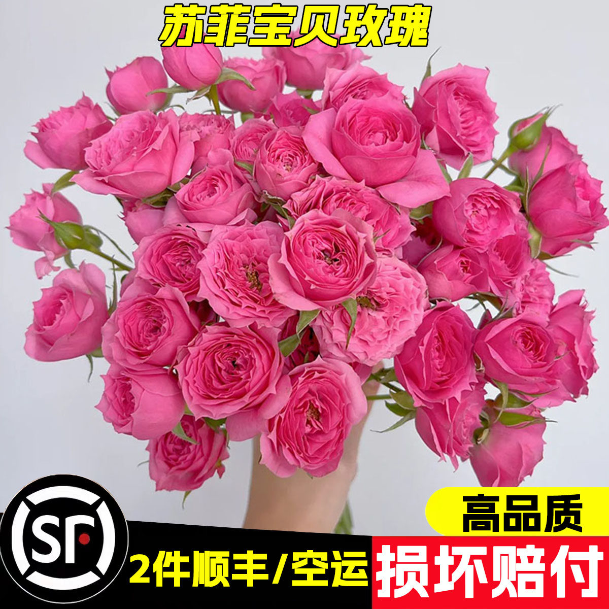 苏菲宝贝多头玫瑰花10枝鲜花云南基地直发水养鲜切花七夕情人节图片