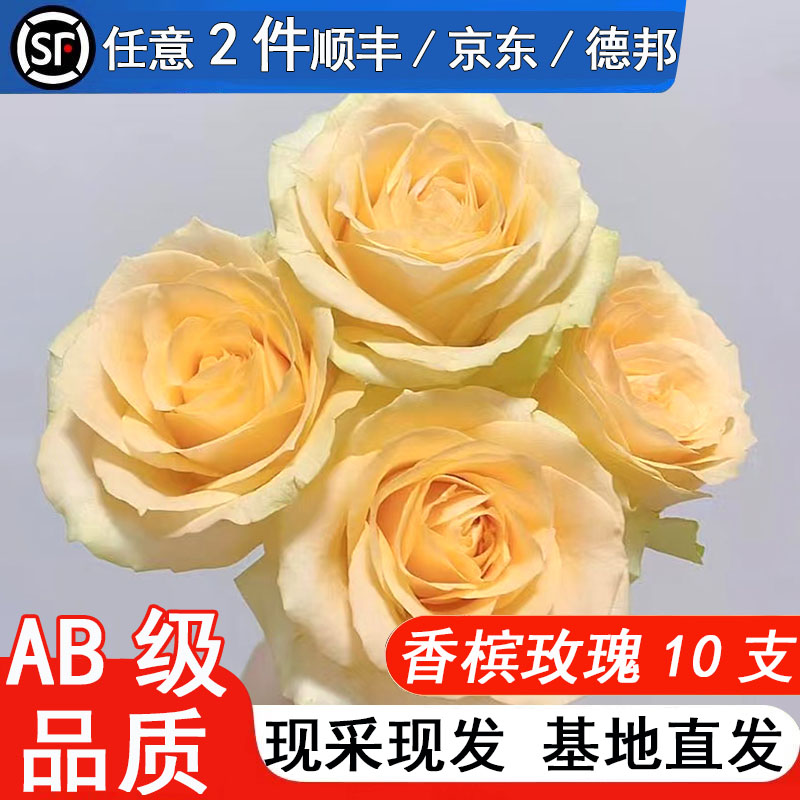 香槟玫瑰花鲜花云南基地直发新鲜现采水养鲜切花情人节七夕礼物