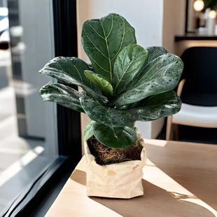 珍椰子鸟巢蕨HR 桌面绿植琴叶榕虎皮兰橡皮树袖 新粉必拍