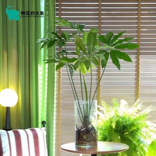 水培印第安羽毛蔓绿绒盆栽绿植室内客厅北欧网红懒人好养观叶植物