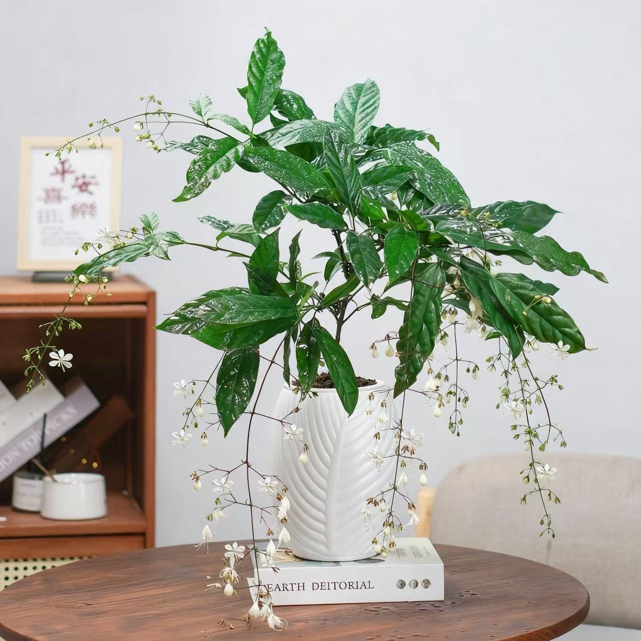 垂丝茉莉苗6-8花剑高档花卉绿植四季常青好养活客厅室内阳台ZH