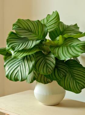 青苹果竹芋-带盆带土室内客厅办公室四季常青绿植40-50CM-CJ