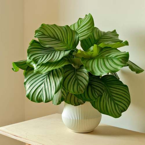 青苹果竹芋-带盆带土室内客厅办公室四季常青绿植40-50CM-CJ