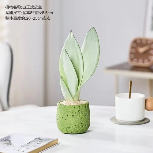 白玉虎皮兰虎尾兰盆栽盆景室内客厅办公室工位桌面懒人绿植ZHY