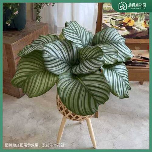 青苹果竹芋-带盆带土室内客厅办公室四季常青绿植40-50CM-CJ