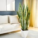 新家必入 金边虎皮兰净化空气客厅北欧风绿植好养懒人绿植HR