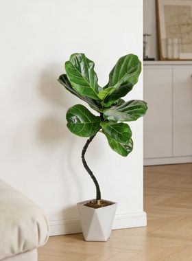【基地直发】95cm-105cm室内客厅造型琴叶榕氛围干绿植耐阴美观XL