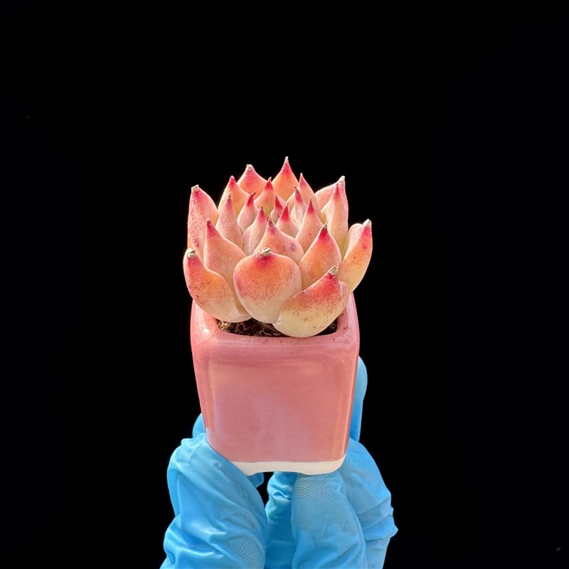 拇指盆迷你多肉植物 带盆土栽种L好 精品小多肉植物