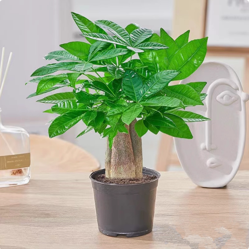 发财树小盆栽客厅花卉绿植物