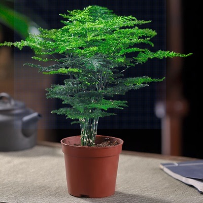 文竹盆栽盆景植物绿植