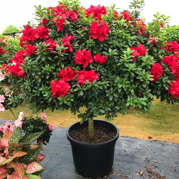 杜鹃花盆栽带花苞绿植物图片