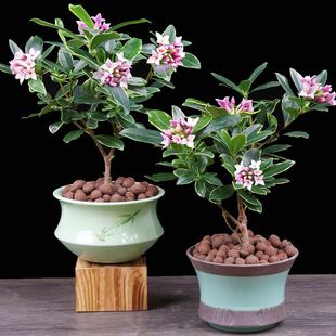 金边瑞香盆栽耐寒花卉冬季开花四季常青植物瑞香花苗年宵花