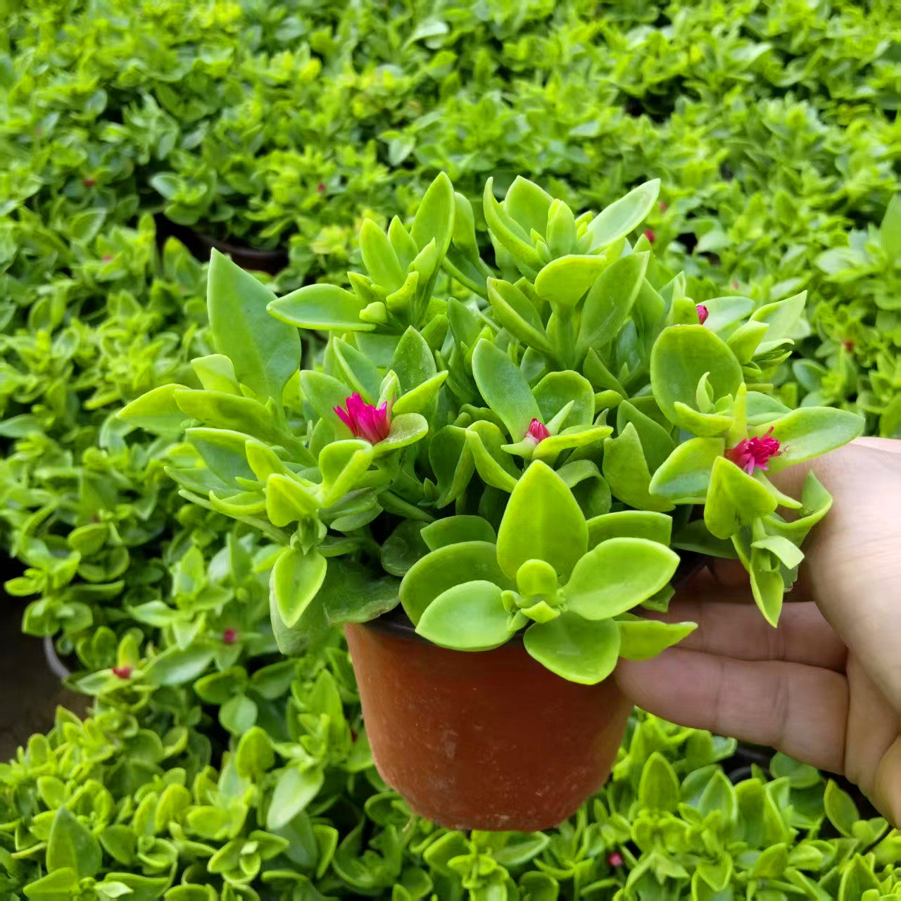 牡丹吊兰盆栽四季垂吊植物室内阳台庭院花卉绿植物常春藤好养活开