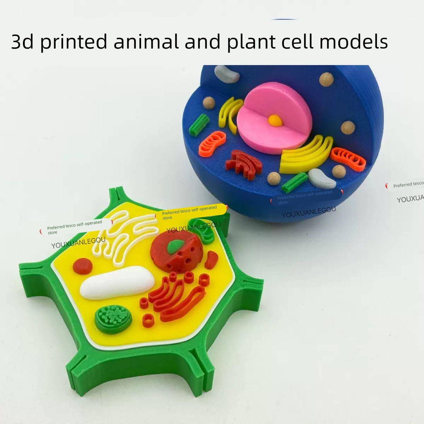 3d打印动植物细胞模型A生物科学实验器材教师道具益智趣味礼物玩